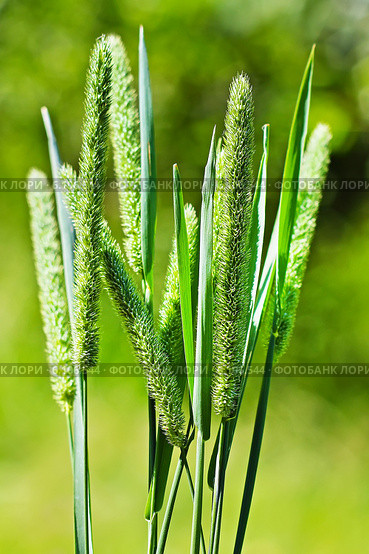 Тимофеевка степная (Phleum phleoides) Стоковое фото, фотограф Евгений Мухортов / Фотобанк Лори