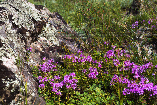 Тимьян блошиный ( лат. Thymus pulegioides L.) среди горных камней. Горы, республика Алтай, Южная Сибирь, Россия, июль. Стоковое фото, фотограф Евгений Мухортов / Фотобанк Лори