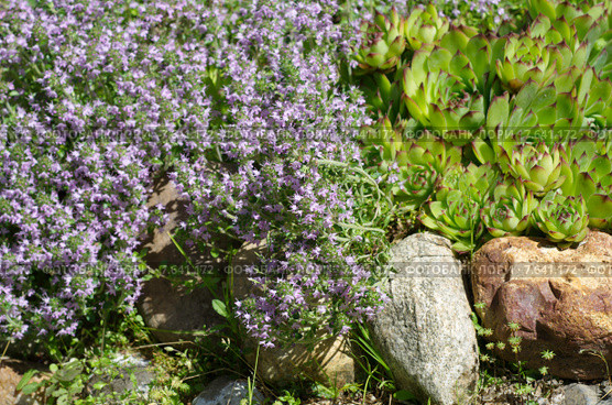 Тимьян ползучий (лат.Thymus serpyllum) на альпийской горке. Стоковое фото, фотограф Елена Коромыслова / Фотобанк Лори