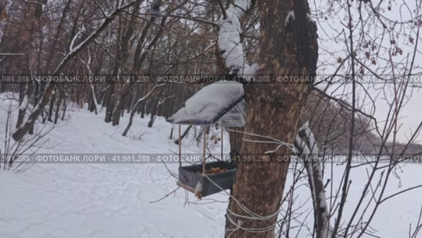 Tits attack the feeder in winter in the winter city park (2024 год). Стоковое видео, видеограф Ярославский Максим / Фотобанк Лори