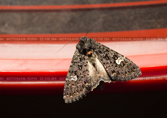 Точечная моль (Melanchra persicariae) Стоковое фото, фотограф Галина Савина / Фотобанк Лори