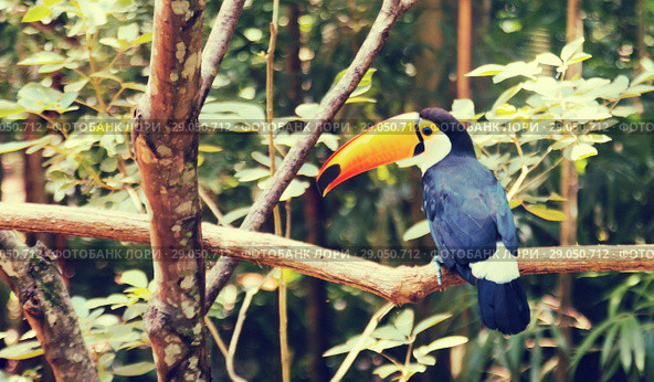 Toco toucan. Стоковое фото, фотограф Яков Филимонов / Фотобанк Лори