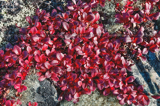 Толокня́нка альпи́йская (лат. Arctostaphylos alpina) — вид растений из рода Толокнянка, вокруг - олений мох ( лишайник ) в горах Якутии ( Оймяконский район ) Стоковое фото, фотограф Павел Просянов / Фотобанк Лори