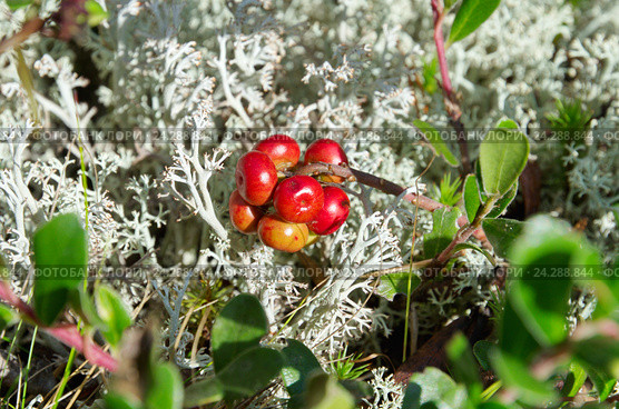 Толокнянка обыкновенная (лат. Arctostaphylos uva-ursi), медвежье ушко, на фоне ягеля. Стоковое фото, фотограф Елена Коромыслова / Фотобанк Лори