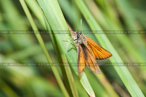 Толстоголовка лесная, толстоголовка Фавн (Ochlodes sylvanus, Ochlodes faunus) Стоковое фото, фотограф Алёшина Оксана / Фотобанк Лори