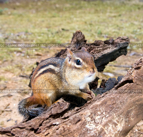 Толстощекий восточноамериканский бурундук (Tamias striatus) на коряге. Стоковое фото, фотограф Ирина Кожемякина / Фотобанк Лори