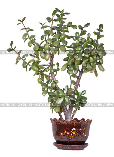 Толстянка (Crassula) - денежное дерево. Стоковое фото, фотограф Игорь Долгов / Фотобанк Лори