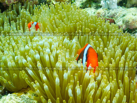 Томатный клоун или амфиприон красный (Amphiprion frenatus, tomato anemonefish) прячется в актинии. Стоковое фото, фотограф Сергей Дубров / Фотобанк Лори