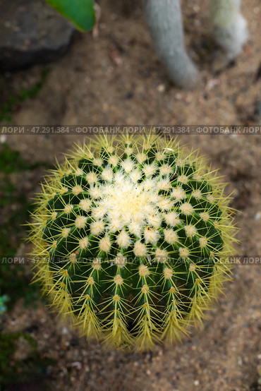 Top view of a spiky cactus in sand vertical. Стоковое фото, фотограф Наталья Симакова / Фотобанк Лори