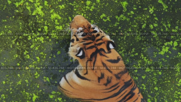 Top view of beautiful tiger swimming in a pond covered with green algae, enjoying a refreshing moment in its zoo enclosure. Стоковое видео, видеограф Mikhail Davidovich / Фотобанк Лори