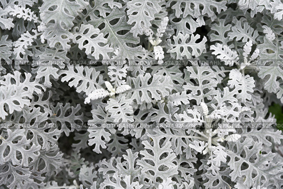 Top view of the textured silver foliage of Dusty Miller (Jacobaea Maritima), also known as Silver Ragwort. Fine, intricate leaves create a natural botanical background. Стоковое фото, фотограф Татьяна Терехина / Фотобанк Лори
