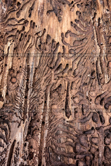 Traces of a pest on a tree bark closeup. Damaged wood by bark beetle. Стоковое фото, фотограф Iva Noel / Фотобанк Лори