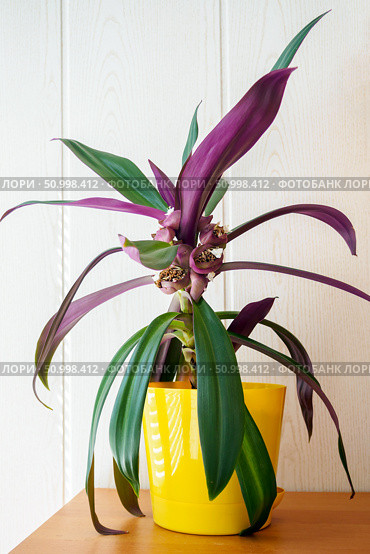 Tradescantia spathacea in yellow pot. Flower lily boat or Moses in the cradle in bloom. Стоковое фото, фотограф Зарифа Арсланова / Фотобанк Лори