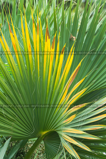 Трахикарпус Форчуна или японская веерная пальма (Trachycarpus fortunei (Chamaerops excelsa) Стоковое фото, фотограф Федор Королевский / Фотобанк Лори