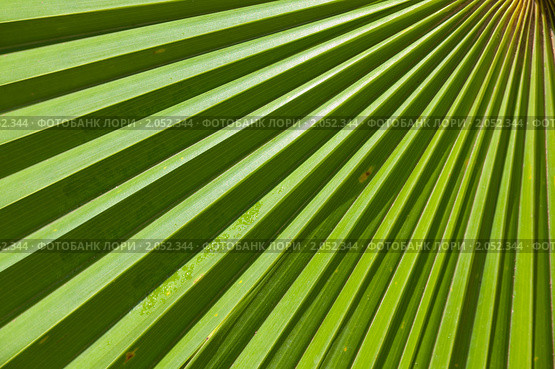 Трахикарпус Форчуна или японская веерная пальма (Trachycarpus fortunei (Chamaerops excelsa) Стоковое фото, фотограф Федор Королевский / Фотобанк Лори