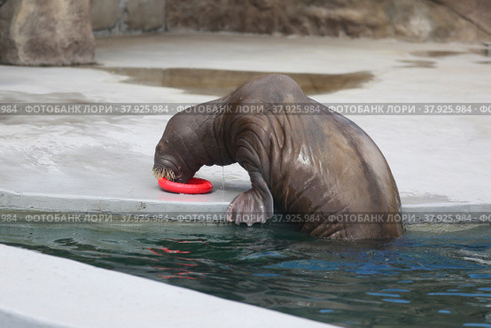 Trained walrus in the zoo by the water. Стоковое фото, фотограф Ирина Вершинская / Фотобанк Лори