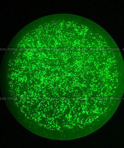 Трансфекция человеческих клеток линии HEK 293 (англ. Human Embryonic Kidney) плазмидной ДНК, кодирующей зеленый флуоресцентный белок (GFP), и экспрессия белка. Микроскопия. Стоковое фото, фотограф Alex / Фотобанк Лори