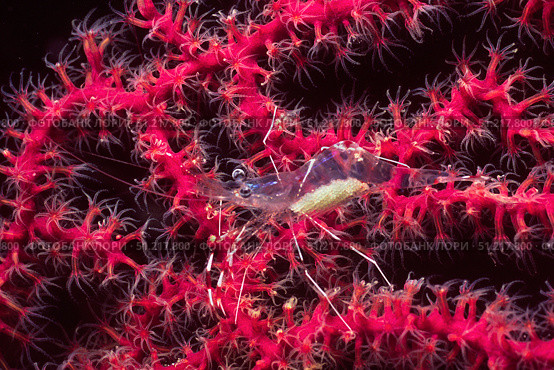 Translucent gorgonian shrimp full of eggs lives in sea fan, Solomon Islands. VW Pics/Stocktrek Images/TASS. Стоковое фото, агентство ТАСС / Фотобанк Лори