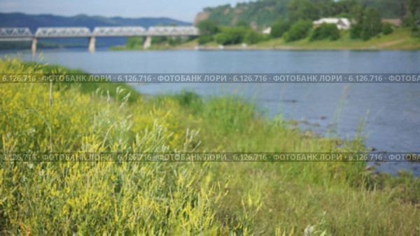 Трава на берегу реки Маны, поселок Усть-Мана (Красноярский край) (2014 год). Стоковое видео, видеограф Konstantin Kartashov / Фотобанк Лори