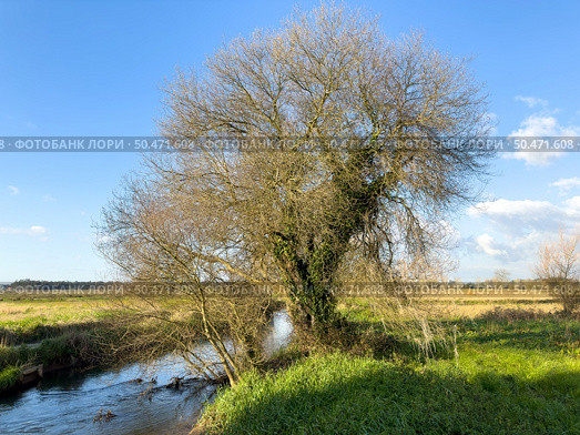 Tree along the Caster river in Ovar, Portugal. Стоковое фото, агентство Ingram Publishing / Фотобанк Лори