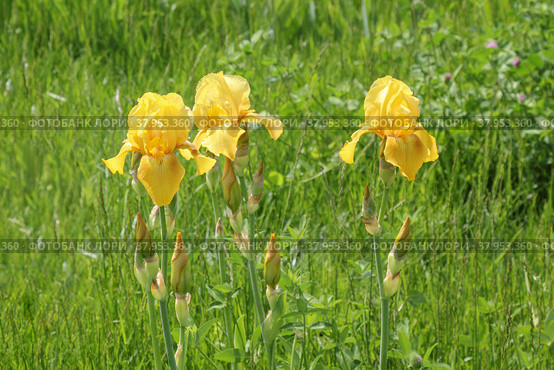Три желтых ириса (Iridaceae) Стоковое фото, фотограф Михаил Старшов / Фотобанк Лори