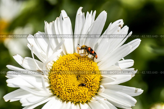 Trichodes apiarius beetle orange and black on chamomile flower. Стоковое фото, фотограф Ольга Сейфутдинова / Фотобанк Лори