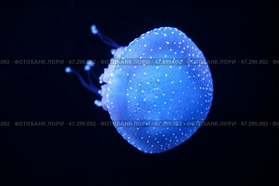 Tropical Jellyfish Phyllorhiza punctata white-spotted jellyfish underwater. Стоковое фото, фотограф Дмитрий Рухленко / Фотобанк Лори