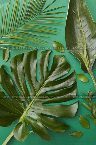 Tropical jungle Monstera leaf, palm leaf isolated over green background. Swiss Cheese Plant and another green leaves used for decoration or designing.. Green leaves isolated. Стоковое фото, агентство Ingram Publishing / Фотобанк Лори