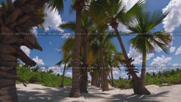 Tropical palm grove lining white sandy shoreline, verdant fronds swaying against azure sky with wispy cloud formations. Стоковое AI-видео, аниматор Данил Руденко / Фотобанк Лори