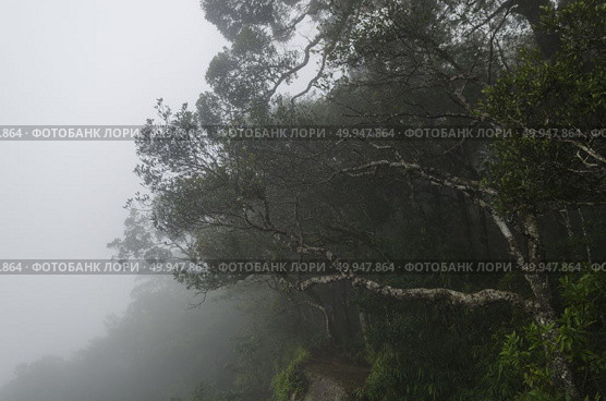 tropical rainforest,Khao Yai National Park Thailand. Стоковое фото, агентство Ingram Publishing / Фотобанк Лори