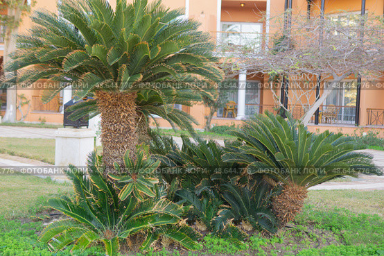 Tropical sago palm trees in a garden setting. Landscaping design with exotic plants. Vacation and resort architecture in a warm climate location, green nature scenery. Стоковое фото, фотограф Анна Маркина / Фотобанк Лори
