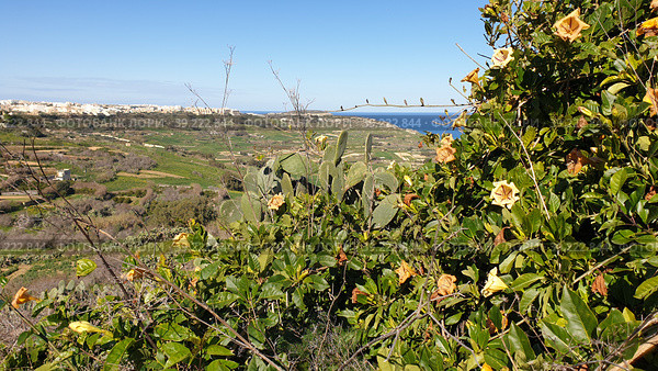 Тропическая лиана Соландра крупнейшая (лат. Solandra maxima). Надур (In-Nadur). Остров Гоцо (Gozo). Мальта (2023 год). Стоковое фото, фотограф lana1501 / Фотобанк Лори