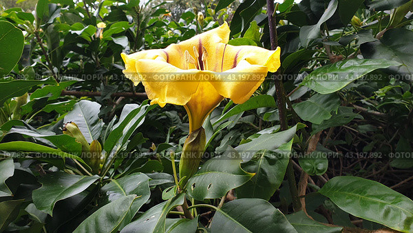 Тропическая лиана Соландра крупнейшая (лат. Solandra maxima). Бормла. Мальта (2023 год). Стоковое фото, фотограф lana1501 / Фотобанк Лори
