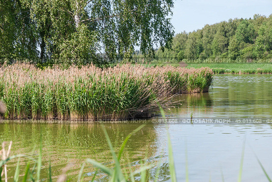 Тростник обыкновенный, или южный (Phragmites australis, или Phragmites communis) вперемешку с прошлогодним. Стоковое фото, фотограф Алёшина Оксана / Фотобанк Лори