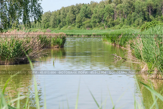 Тростник обыкновенный (Phragmites australis) (2019 год). Стоковое фото, фотограф Алёшина Оксана / Фотобанк Лори