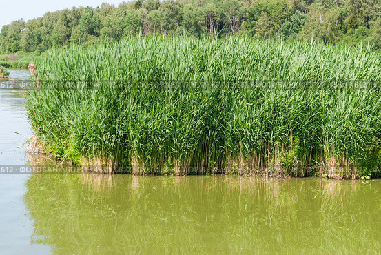 Тростник обыкновенный (Phragmites australis) (2019 год). Стоковое фото, фотограф Алёшина Оксана / Фотобанк Лори