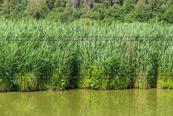 Тростник обыкновенный (Phragmites australis) Стоковое фото, фотограф Алёшина Оксана / Фотобанк Лори