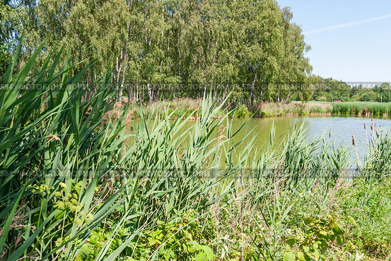 Тростник обыкновенный (Phragmites australis) на берегу реки (2019 год). Стоковое фото, фотограф Алёшина Оксана / Фотобанк Лори