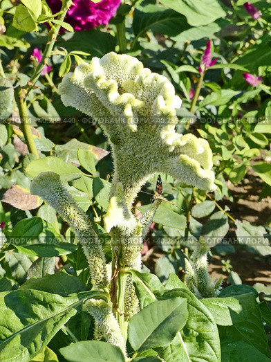 Целозия гребенчатая (Celosia argentea f. cristata), которую также называют «петушиным гребнем». Небольшое растение с мелкими цветками, собранными в крупные соцветия. Соцветия по форме напоминают петушиный гребень. Стоковое фото, фотограф Сергей Елизарьев / Фотобанк Лори