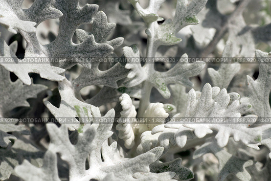 Цинерария серебристая.   Cineraria maritima. Стоковое фото, фотограф Александр Алексеев / Фотобанк Лори