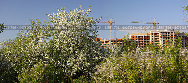 Цветение. Стоковое фото, фотограф Сергей Скуратов / Фотобанк Лори
