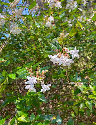 Цветение абелии (Abelia), Крым (2023 год). Стоковое фото, фотограф Мария Кылосова / Фотобанк Лори