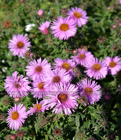Цветение астры виргинской (Symphyotrichum novi-belgii (L.) G.L.Nesom), сентябринка. Стоковое фото, фотограф Ирина Борсученко / Фотобанк Лори