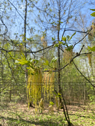Цветение клёна ясенелистного (Acer negundo) Стоковое фото, фотограф Мария Кылосова / Фотобанк Лори
