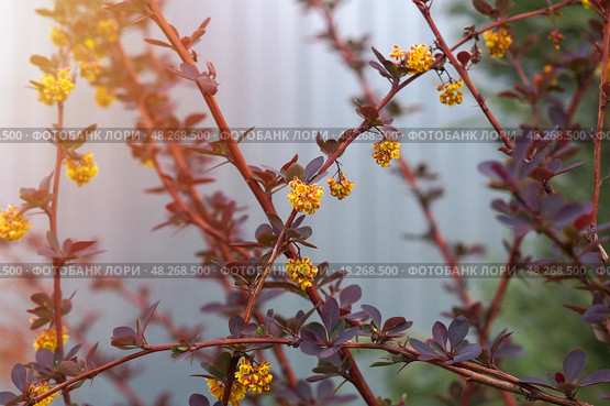 Цветение красного барбариса оттавского (berberis ottawensis) Superba. Стоковое фото, фотограф Евгения Золкина / Фотобанк Лори