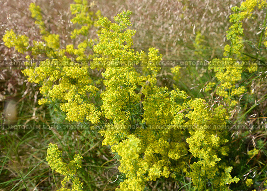 Цветение подмаренника настоящего (подмаренник желтый)  (Galium verum L.) Стоковое фото, фотограф Ирина Борсученко / Фотобанк Лори
