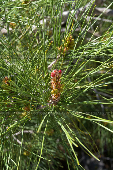 Цветение реликтовой Судакской сосны (сосна Станкевича, лат. Pinus brutia). Крым, апрель. Стоковое фото, фотограф Сергей Рыбин / Фотобанк Лори