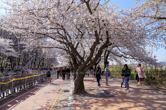 Цветение сакуры в Сеуле, Южная Корея, Парк Йоидо (Yeouido Park) Редакционное фото, фотограф Римма Тельнова / Фотобанк Лори