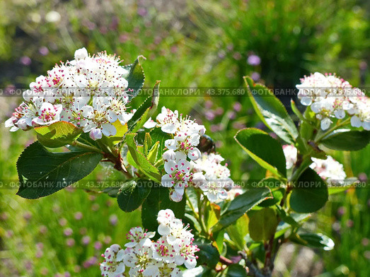 Цветет арония. Арония черноплодная (лат. Aronia melanocarpa) — плодовое дерево или кустарник, вид рода Арония семейства Розовые. Стоковое фото, фотограф Сергей Елизарьев / Фотобанк Лори