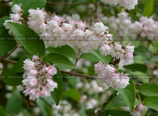 Цветет дейция шершавая, или звездчатая (Deutzia scabra Thunb.) Стоковое фото, фотограф Ирина Борсученко / Фотобанк Лори